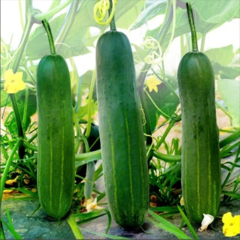 Cucumber Seeds for Planting – Hybrid Variety for Home Gardens and Containers