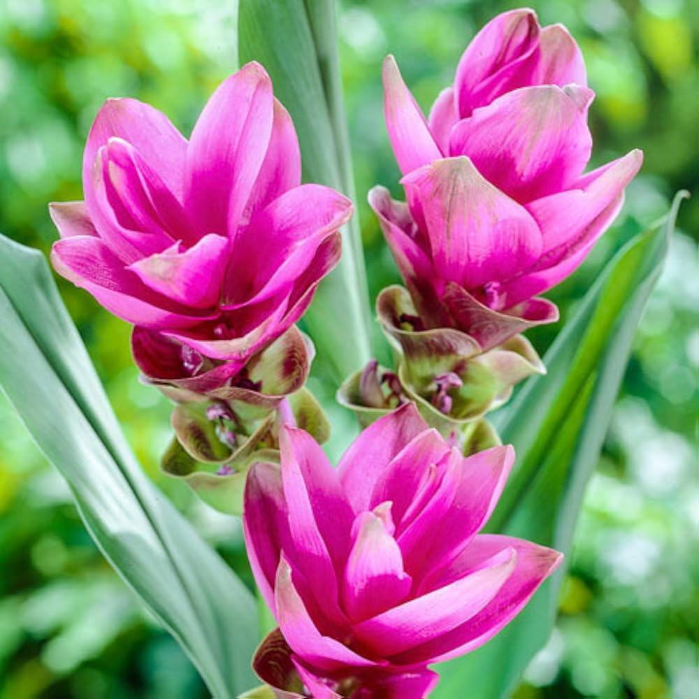 Curcuma alismatifolia flower seeds suitable for raised beds and containers.