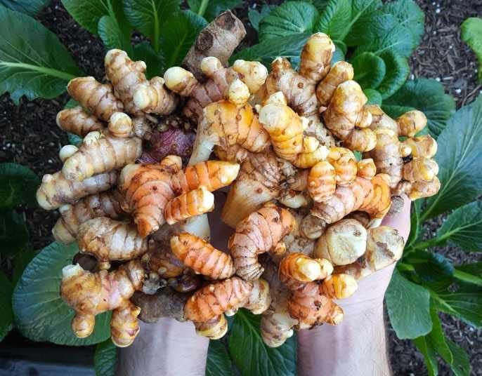 Curcuma longa planting rhizomes suitable for kitchen gardens and raised beds.