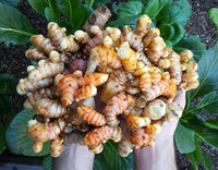 Curcuma longa planting rhizomes suitable for kitchen gardens and raised beds.