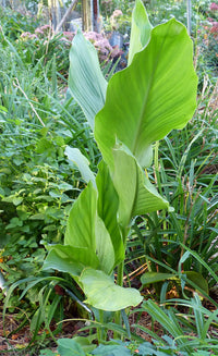 Curcuma Longa Turmeric Plant Growing in Garden