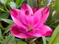 Pink Turmeric Flower seeds for Planting - Pollinator Friendly, Heirloom & GMO Free Seeds for Home Garden