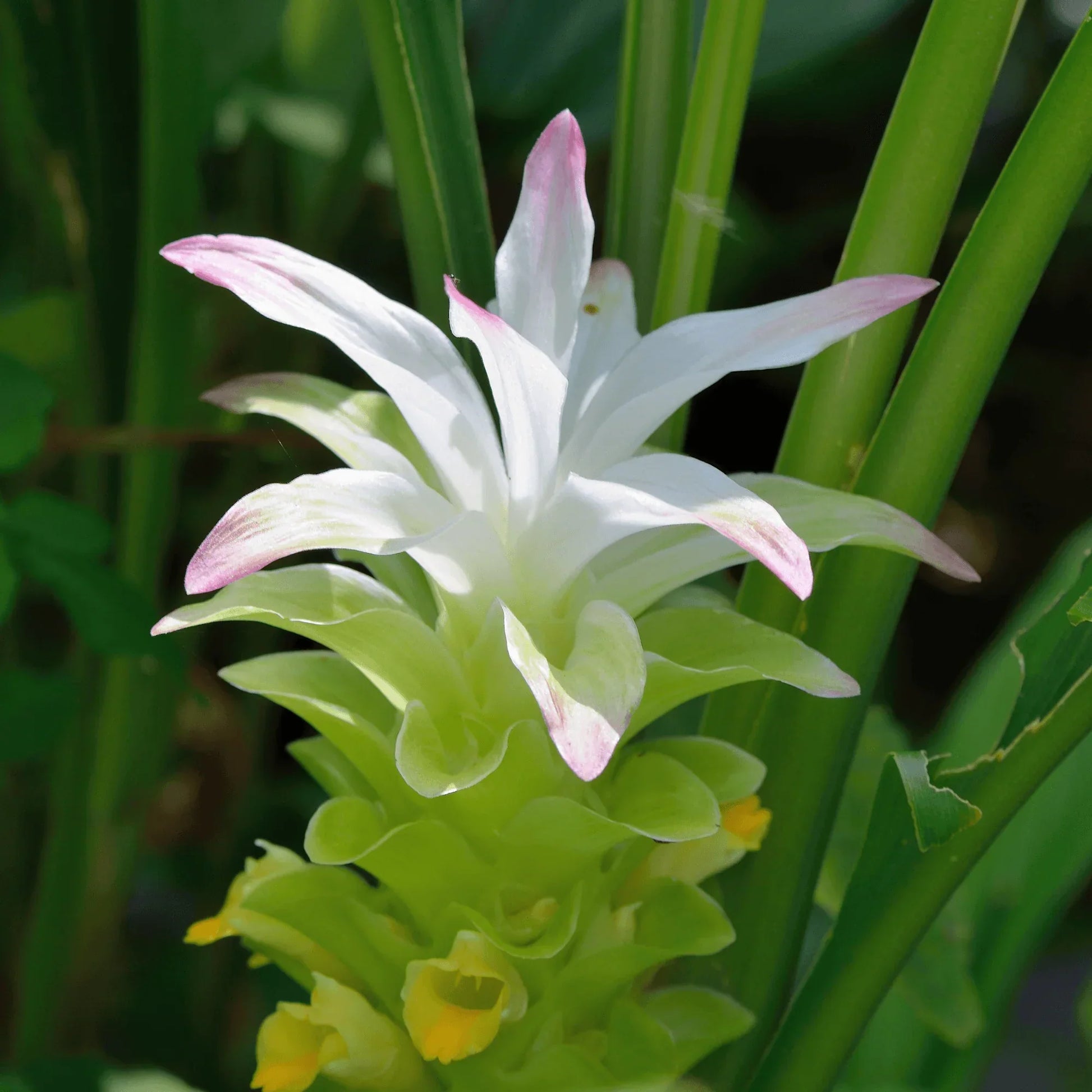 Curcuma Longa Seeds for Planting
