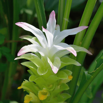 Curcuma Longa Seeds for Planting
