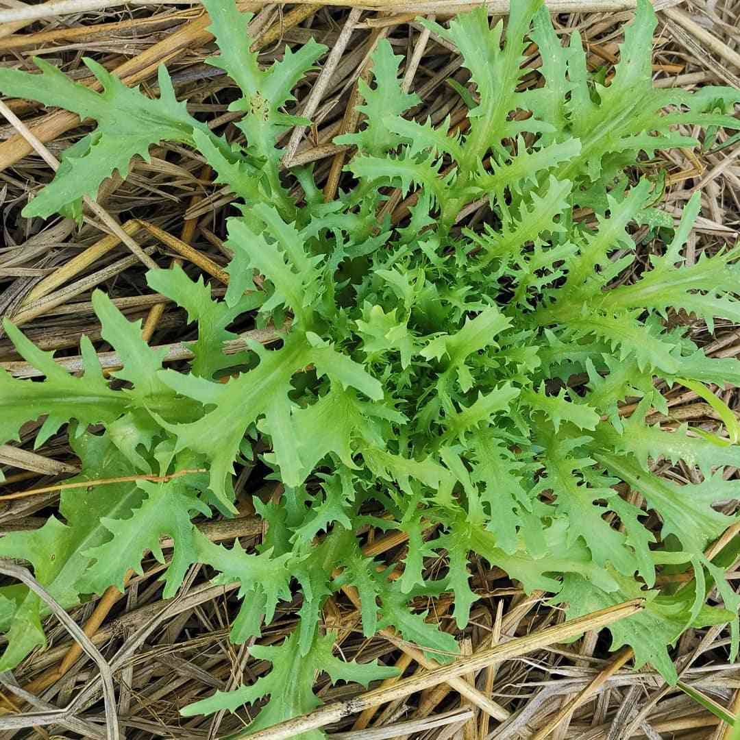 Curly Endive Frisée seeds for garden planting