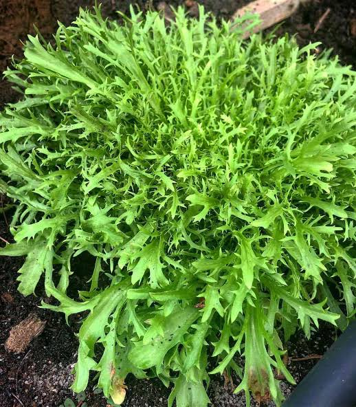 Curly Frisée endive plants growing in a vegetable garden