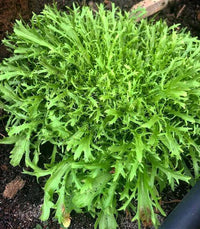 Curly Frisée endive plants growing in a vegetable garden
