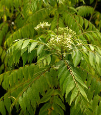 Curry Leaf plant seeds for growing in patios, containers, and herb gardens.