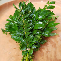 Curry Leaf seeds for planting in home gardens and containers.