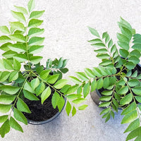 Curry Leaf seeds Murraya koenigii ornamental shrub