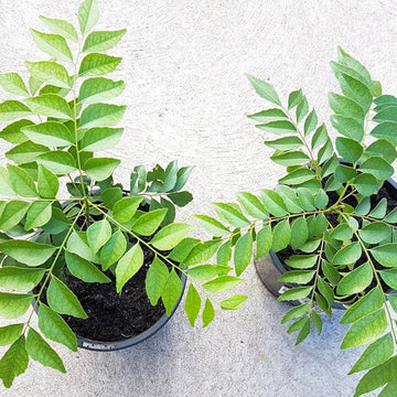 Curry Leaf seeds Murraya koenigii ornamental shrub