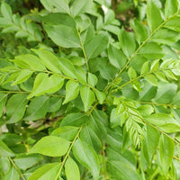 Curry Leaf Tree seeds suitable for containers, patios, and raised beds.