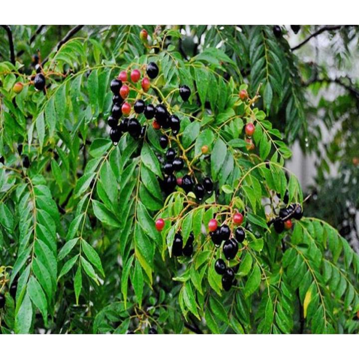 Curry leaves seeds for planting in a home herb garden.