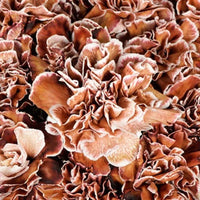 Brown (Brown White) seeds for planting in home garden