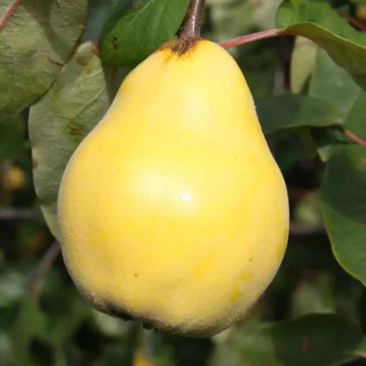 Cydonia oblonga seeds suitable for raised beds and large containers.