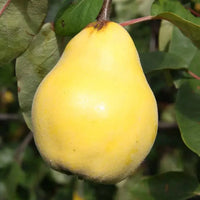 Cydonia oblonga seeds suitable for raised beds and large containers.
