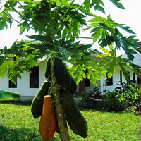 Cylindrical Papaya Fruits on Tropical Plant