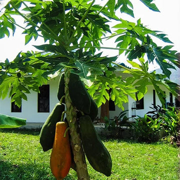 Cylindrical Papaya Fruits on Tropical Plant