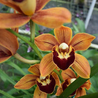 Orange Cymbidium Orchid Seeds - Elegant Blooms for Planting