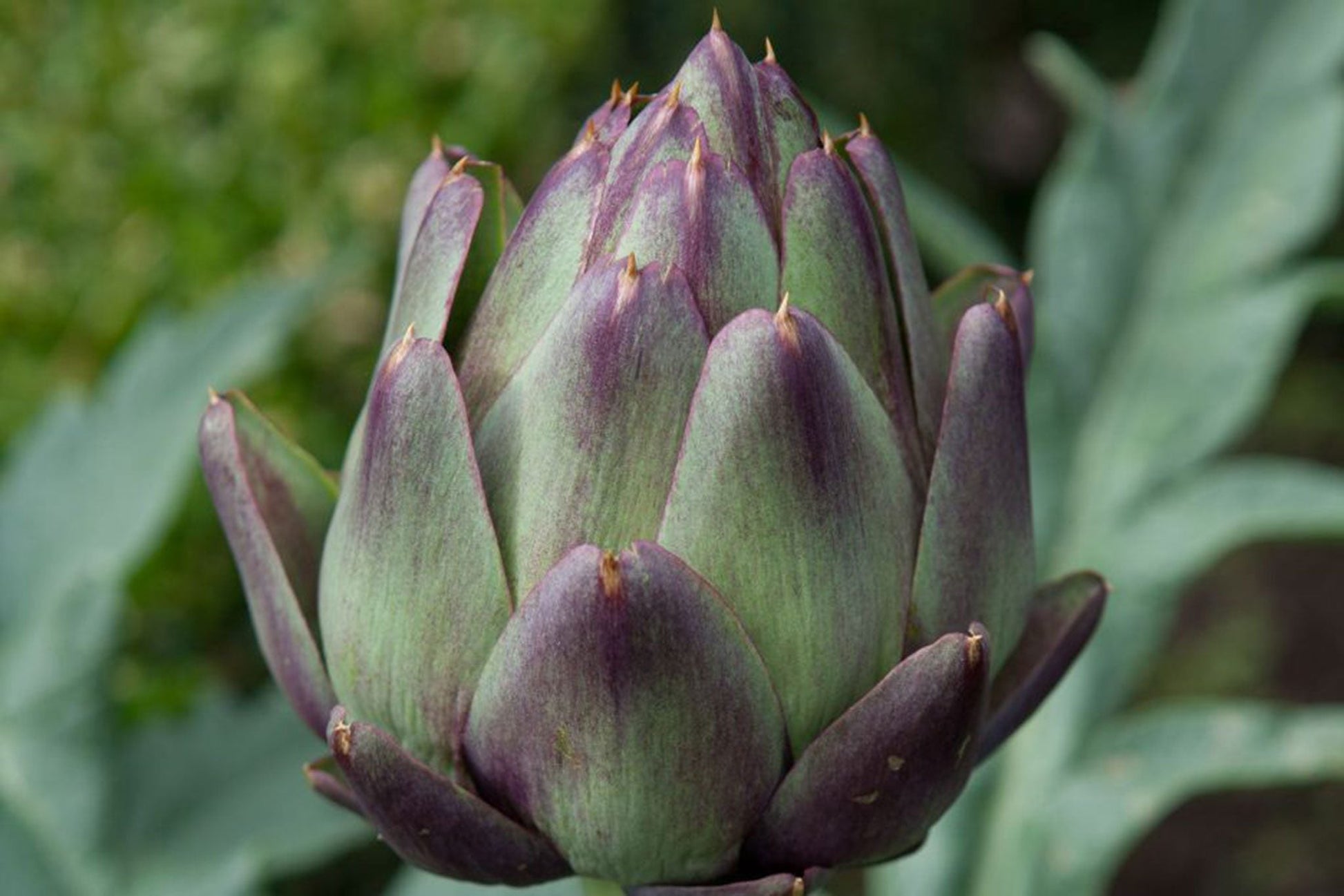 Cynara Cardunculus Artichoke Plant Growing in Garden