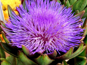 Cynara Cardunculus Artichoke Seeds for Planting