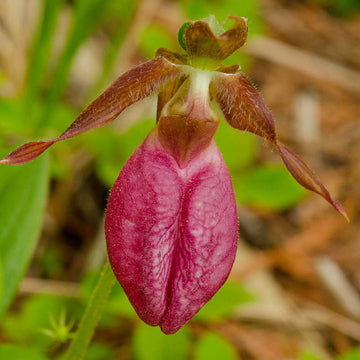 Cypripedium Acaule Flower seeds for Planting - Bright Blooms, Heirloom & GMO Free Seeds for Home Garden