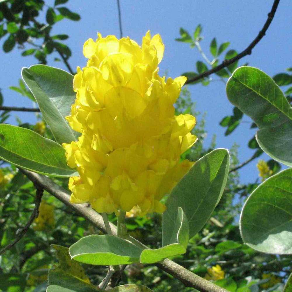 Cytisus Battandieri Flower Seeds for yellow garden blooms