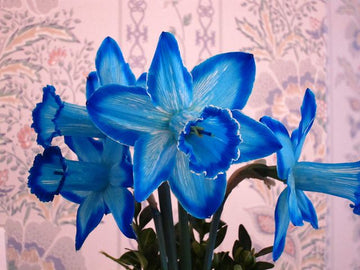 Blue Narcissus Flower Seeds for Garden Sun Loving Heirloom & GMO Free Seeds for Home Garden
 
 Sale