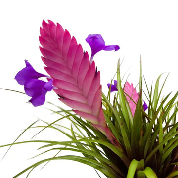 Tillandsia (Tillandsia Cyanea) seeds for planting in home garden