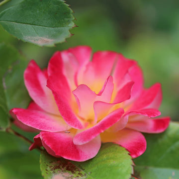 Pink Balsamine Flower seeds for Planting Easy to Grow Heirloom & GMO Free Seeds for Home Garden 
 
 Sale