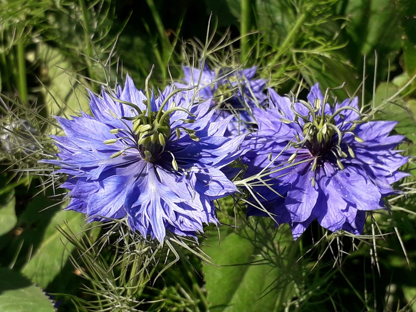 Nigella Damascena Flower seeds for Planting Low Maintenance Heirloom & GMO Free Seeds for Home Garden