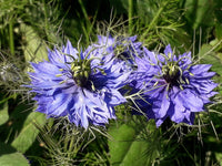 Nigella Damascena Flower seeds for Planting Low Maintenance Heirloom & GMO Free Seeds for Home Garden