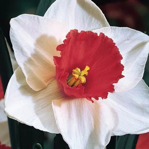 Light Red Daffodil Flower Seeds for Planting Fragrant Blossoms Heirloom & GMO Free Seeds for Home Garden
 
 Sale