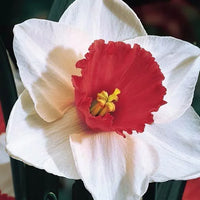Light Red Daffodil Flower Seeds for Planting Fragrant Blossoms Heirloom & GMO Free Seeds for Home Garden
 
 Sale