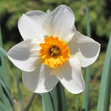 Daffodil flower seeds for planting in home gardens and flower beds.