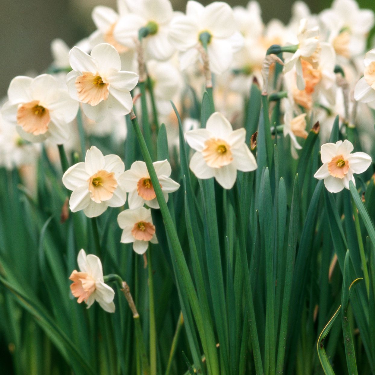 Cream Narcissus Flower Seeds for Planting Pollinator Friendly Heirloom & GMO Free Seeds for Home Garden
 
 Sale