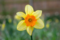 Cream Orange Daffodils in Blooming Garden