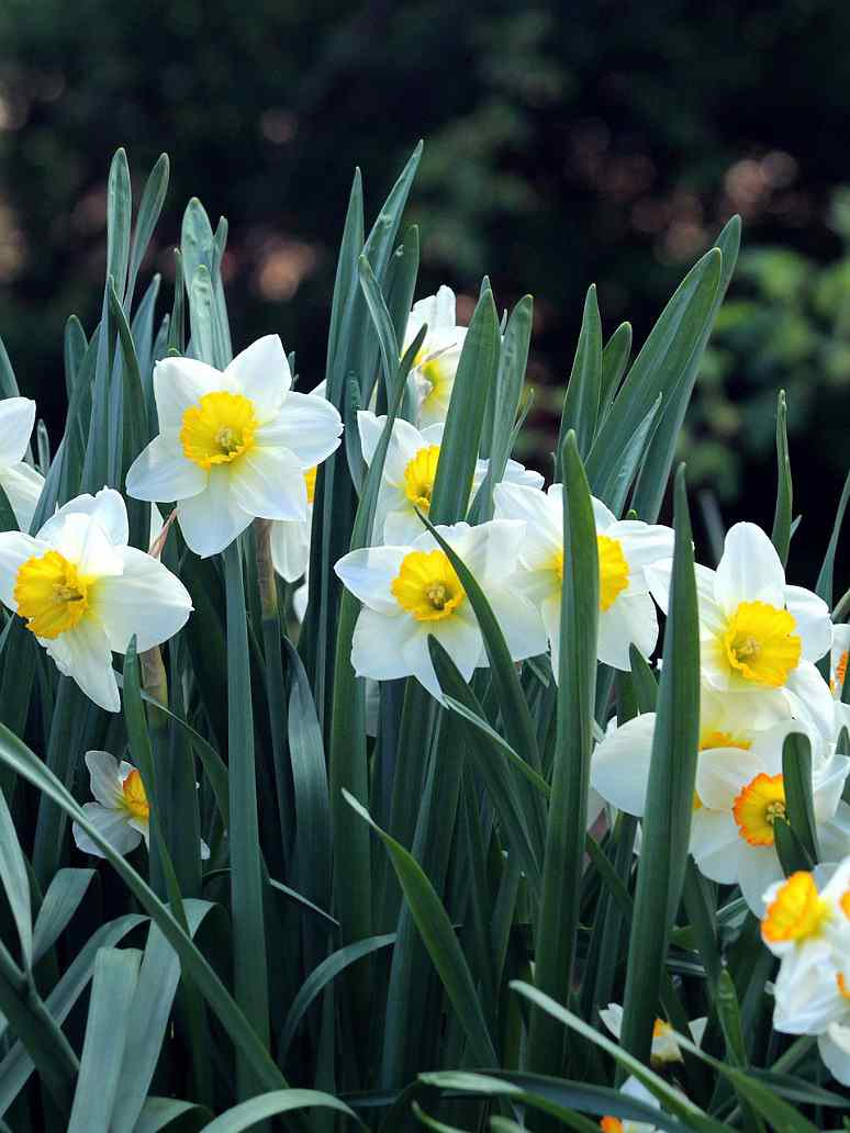 Daffodil Flowers Decorating Spring Garden