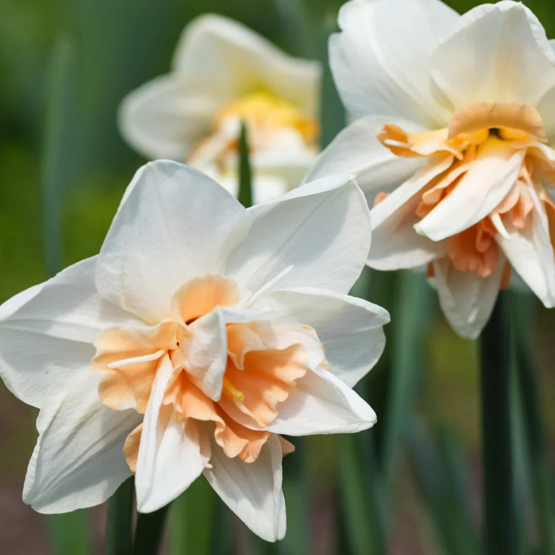 Daffodil Flowers Blooming in Spring Garden