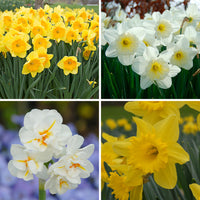 Daffodil flower seeds for ornamental gardens and decorative landscape planting.