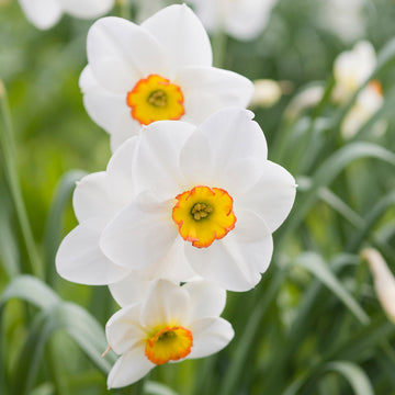 Daffodil Flower Planting Seeds for Vibrant Spring Blooms