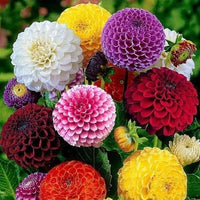 Dahlia bulbs for colorful garden flower planting.