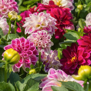 Dahlia flower seeds for planting in home gardens and flower beds.