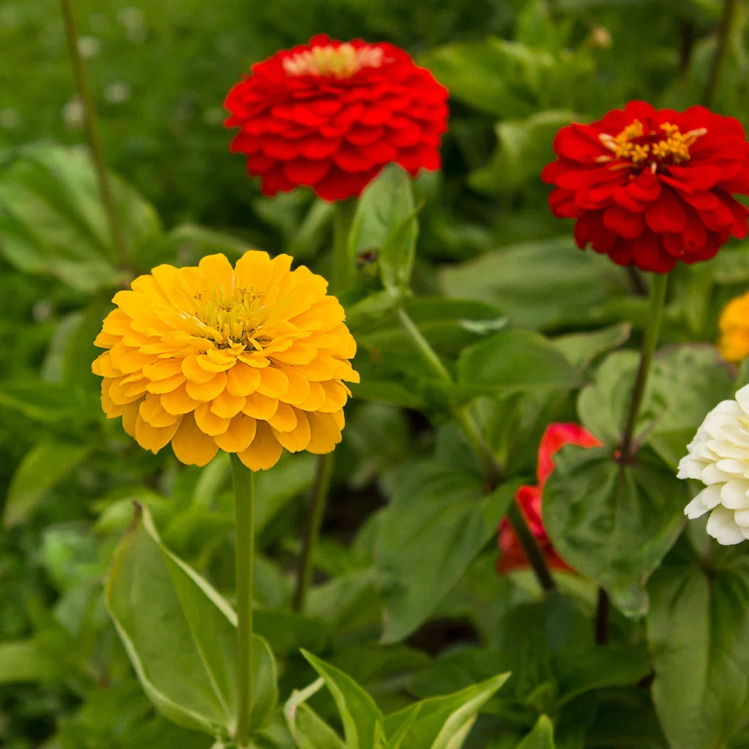 Dahlia ornamental flower seeds for decorative outdoor garden landscapes.
