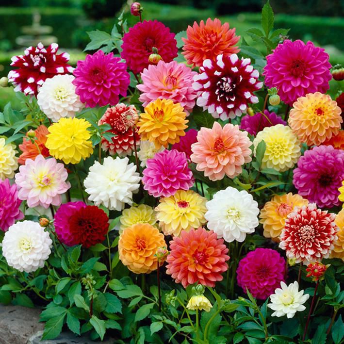 Dahlia bulbs in bulk for outdoor garden planting