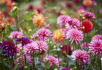 Dahlia perennial plants with colorful garden flowers