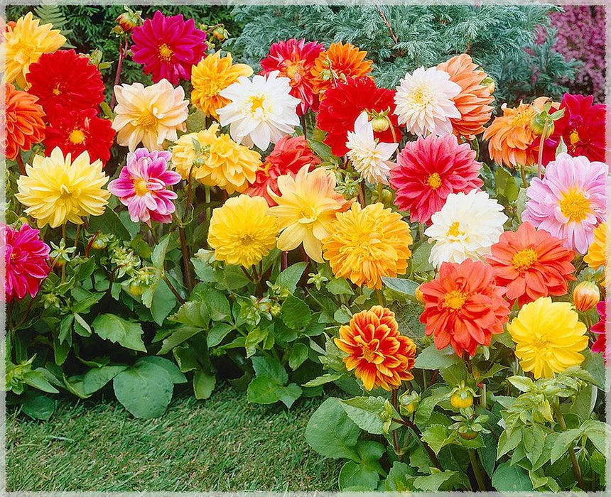 Giant (Giant Flower) seeds for planting in home garden