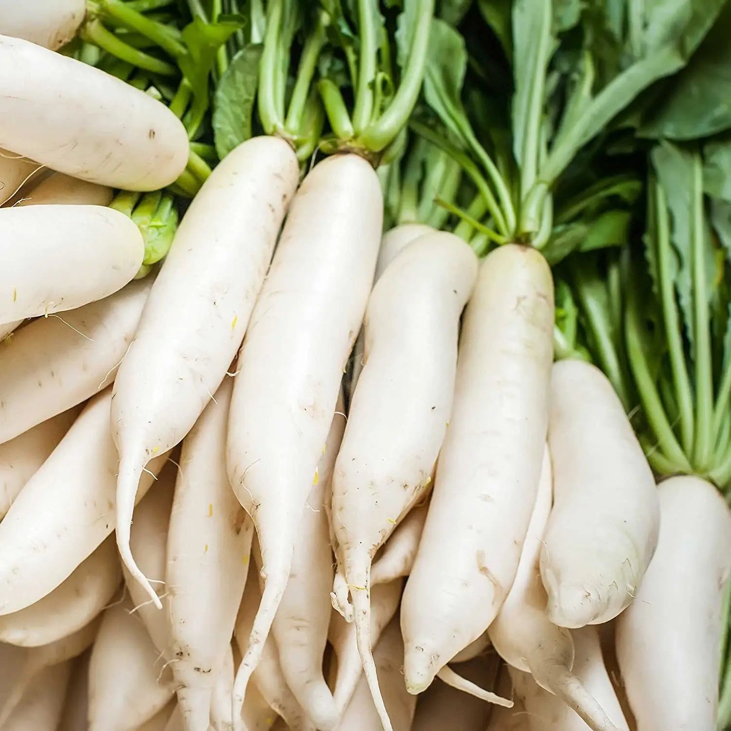 Long white Daikon Radish roots growing in garden soil