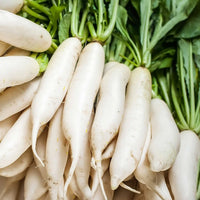 Long white Daikon Radish roots growing in garden soil