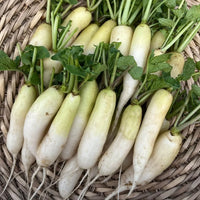 Daikon Radish seeds for home vegetable garden planting